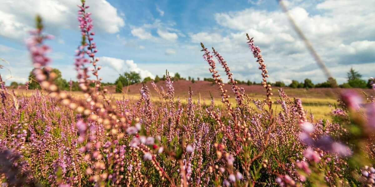 Films for Future – Naturfilmfest Lüneburger Heide