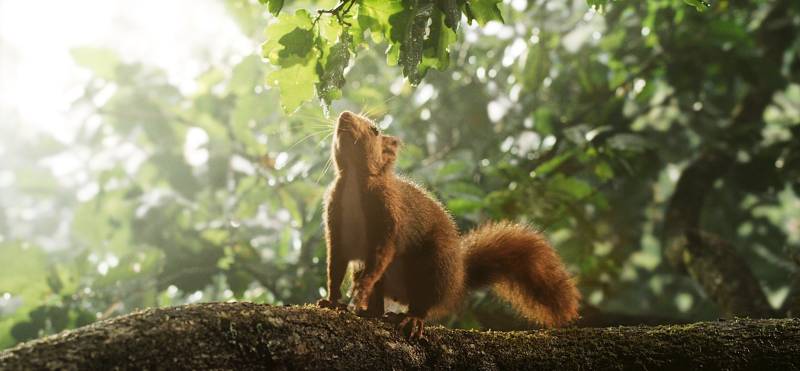 Die Eiche – Mein Zuhause | SCALA Programmkino