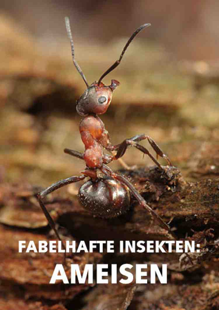 Fabelhafte Insekten Ameisen