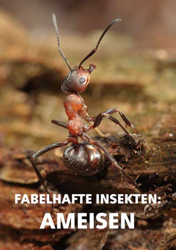 Fabelhafte Insekten Ameisen
